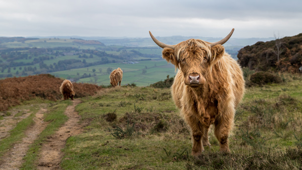 highland cow on a hill path overlooking green landscape and hills in distance beautiful countryside animal 1