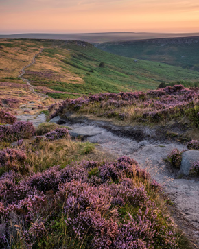 scenic landscape path winding through blooming heather during sunset showcasing natural beauty and tranquility 4 nature trails